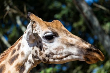 Bir giraffe's kafa bir close-up