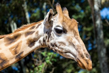 Bir giraffe's kafa bir close-up