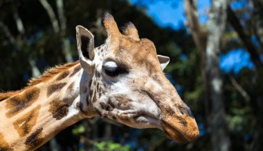 Bir giraffe's kafa bir close-up