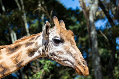Bir giraffe's kafa bir close-up