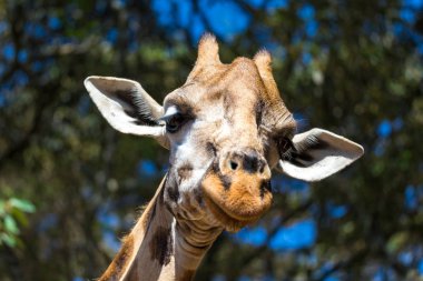 Bir giraffe's kafa bir close-up