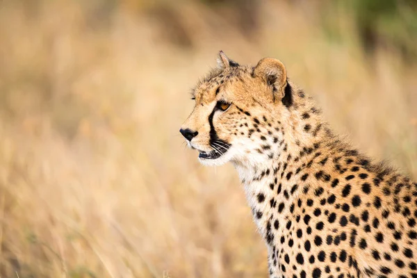 Close up van een cheetah tussen het gras — Stockfoto