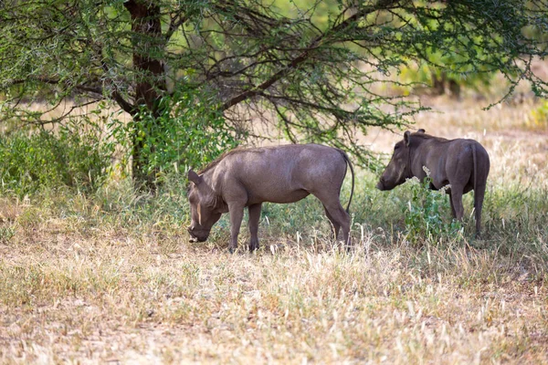 Warthog v savannah Keňa — Stock fotografie