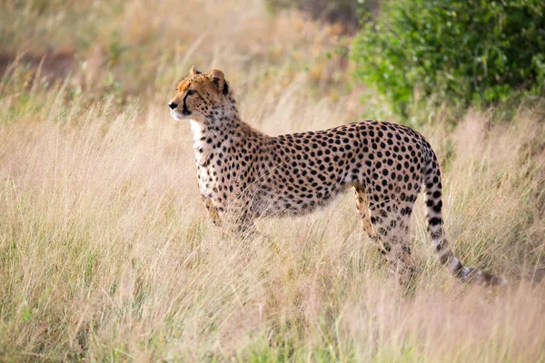 Een cheetah in het gras landschap tussen de struiken — Stockfoto