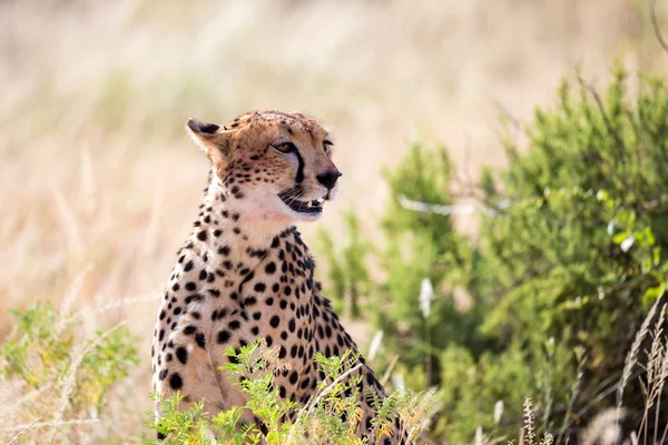 Een cheetah in het gras landschap tussen de struiken — Stockfoto