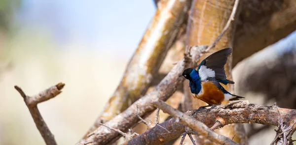 Πολύ πολύχρωμο αυτόχθονα πτηνά κάθονται στο brachens των δέντρων — Φωτογραφία Αρχείου