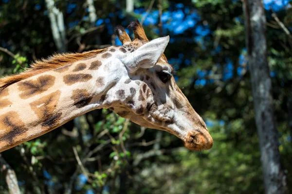 Un primer plano de la cabeza de una jirafa —  Fotos de Stock
