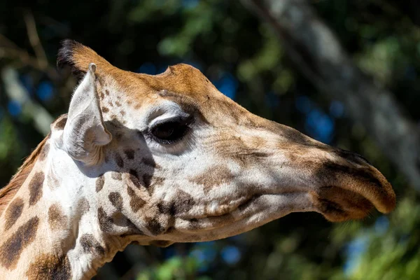 Bir giraffe's kafa bir close-up
