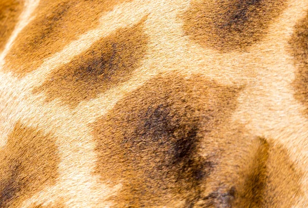 The fur of a giraffe in close-up — Stock Photo, Image