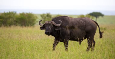 A big buffalo stands on a path in the savannah clipart