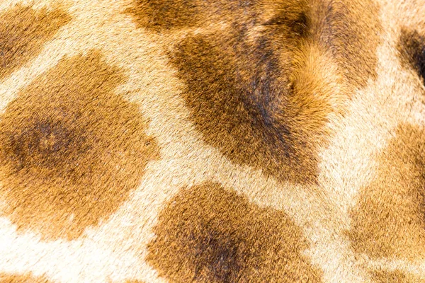The fur of a giraffe in close-up — Stock Photo, Image