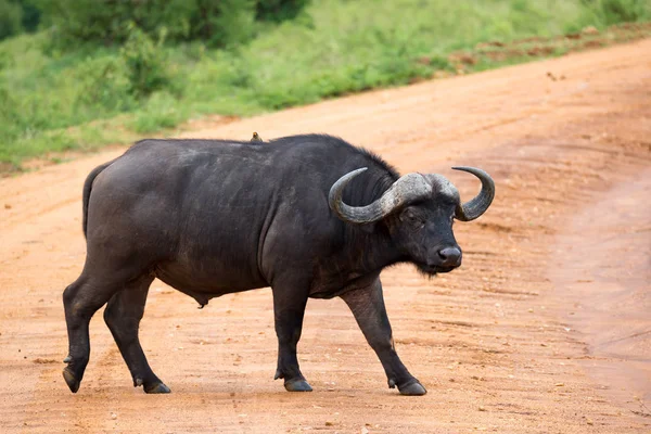Un gran búfalo se encuentra en un camino en la sabana — Foto de Stock