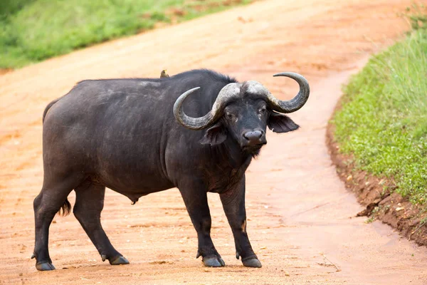 Un gran búfalo se encuentra en un camino en la sabana — Foto de Stock