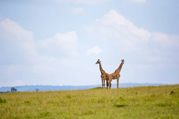 Giraffes run through the grass landscape in Kenya — Stock Photo, Image