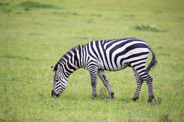 Zebralar çalıştırın ve savannah otlatmak — Stok fotoğraf