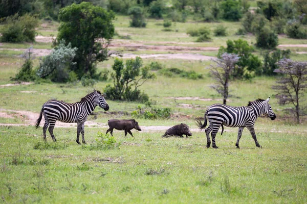 Le zebre corrono e pascolano nella savana — Foto Stock