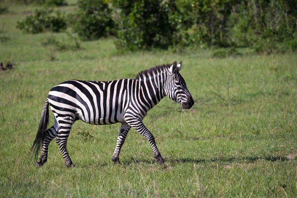 Zebras run and graze in the savannah — Stock Photo, Image