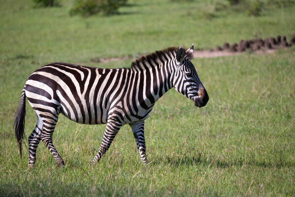 Some zebras run and graze in the savannah