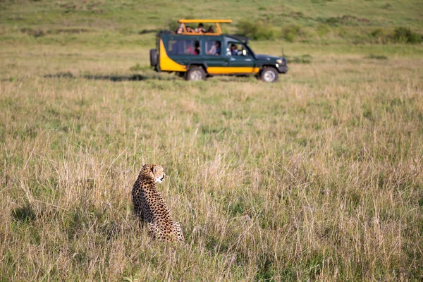 Ein Gepard in der Graslandschaft zwischen den Büschen — Stockfoto