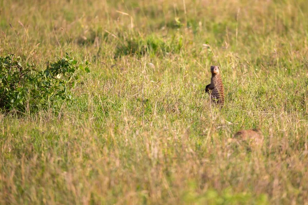 숲 사이의 잔디 풍경에 치타 — 스톡 사진