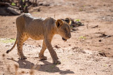 Bir aslan Kenya savannah size yürür