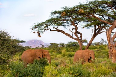 An elephant family goes through the bushes clipart