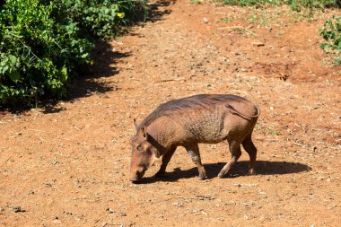 Savannah Kenya yaban domuzu