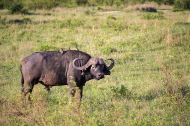 Bir bufalo sırtında beyaz bir kuş ile bir çayırda duruyor