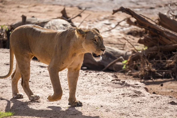 A lion walks through the savannah in Kenya — Stock Photo, Image