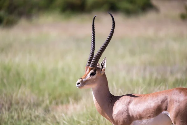 Specie autoctone di antilope nel prato — Foto Stock