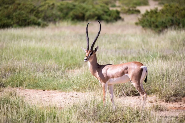 Espèces indigènes d'antilopes dans la prairie — Photo