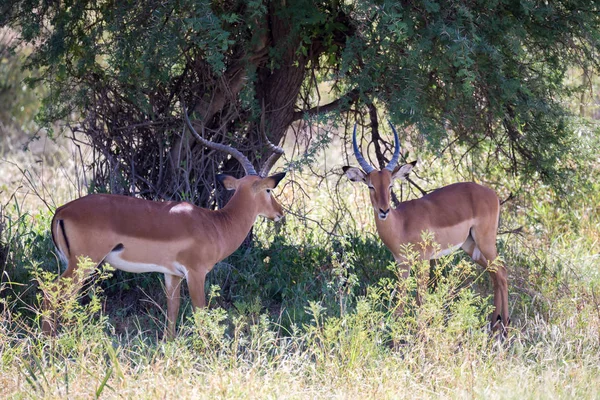 Einheimische Antilopenarten auf der Wiese — Stockfoto