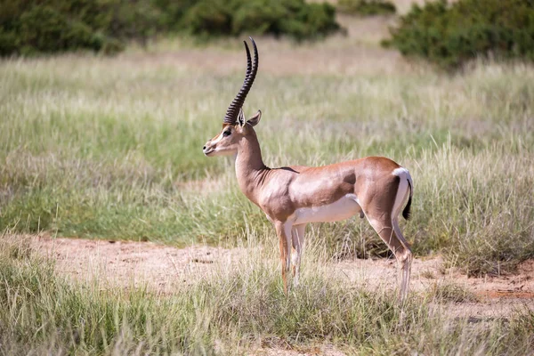 Виды антилопы на лугу — стоковое фото