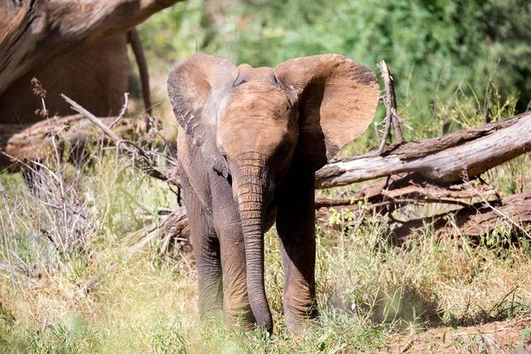 Родина слонів проходить крізь кущі — стокове фото