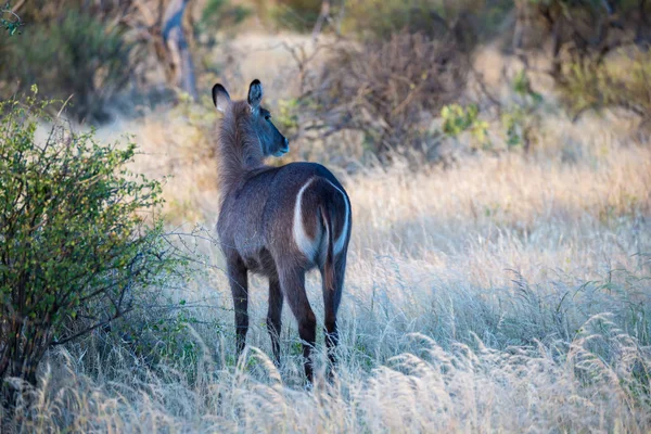 Виды антилопы на лугу — стоковое фото