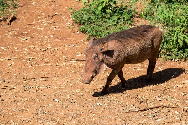 케냐의 사바나에서 혹 멧돼지 — 스톡 사진