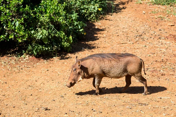 En warthog i savann i Kenya — Stockfoto