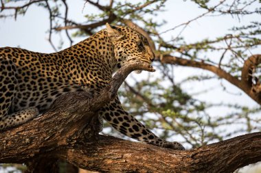 Bir leopar bir ağacın Brach üzerinde dayanır