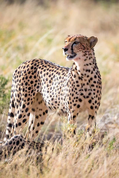 Un ghepardo nell'erba nella savana — Foto Stock