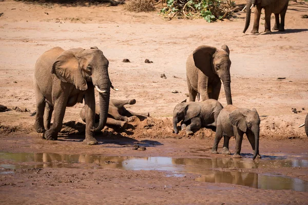Una gran familia de elefantes está en la orilla de un río —  Fotos de Stock