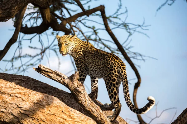 Леопард ходит вверх и вниз по дереву на своих ветвях — стоковое фото