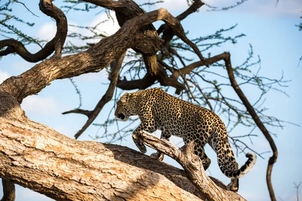 A leopard is walking up and down the tree on its branches — Stock Photo, Image