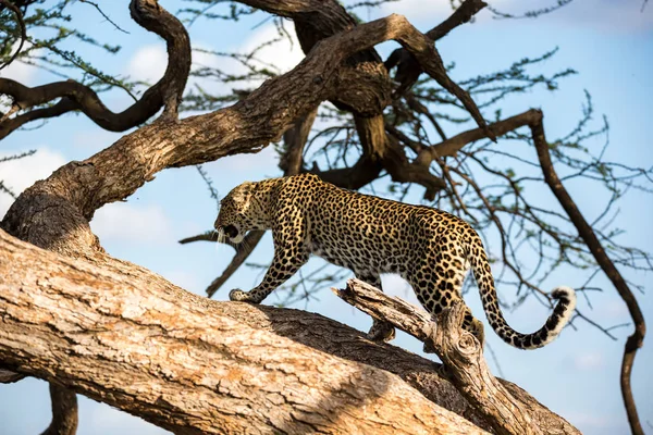 A leopard is walking up and down the tree on its branches — Stock Photo, Image