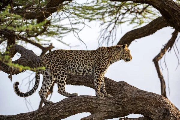 Un léopard monte et descend l'arbre sur ses branches — Photo