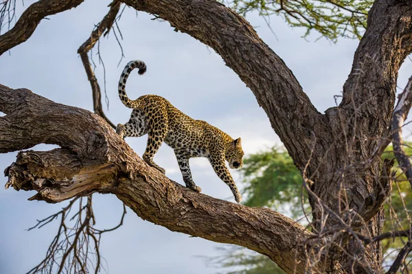 Un leopardo está caminando arriba y abajo del árbol en sus ramas — Foto de Stock