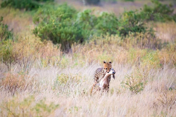 Ein Gepard trägt die gejagte Beute im Maul — Stockfoto