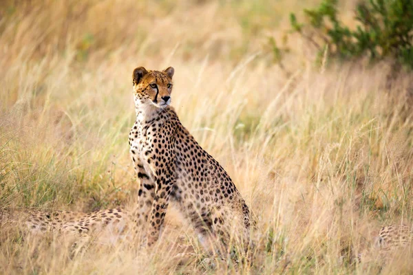 Un ghepardo è seduto in mezzo all'erba — Foto Stock