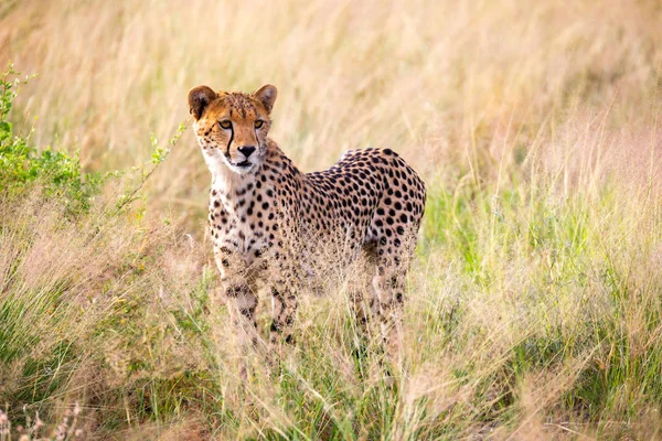 Portrét Gepard v travnaté krajině — Stock fotografie