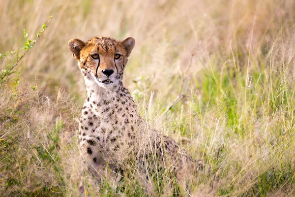 Un ritratto di un ghepardo nel paesaggio erboso — Foto Stock