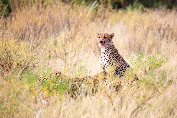 Gepard, který se najedl uprostřed trávy — Stock fotografie